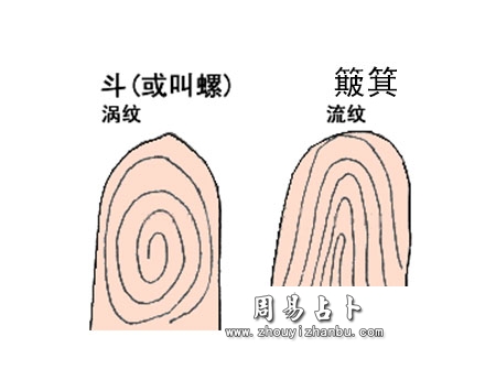 从指纹看人的性格和健康（涡纹流纹）