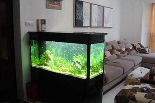 家居金鱼如何摆设好风水