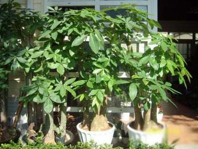 农村住院种树风水讲究