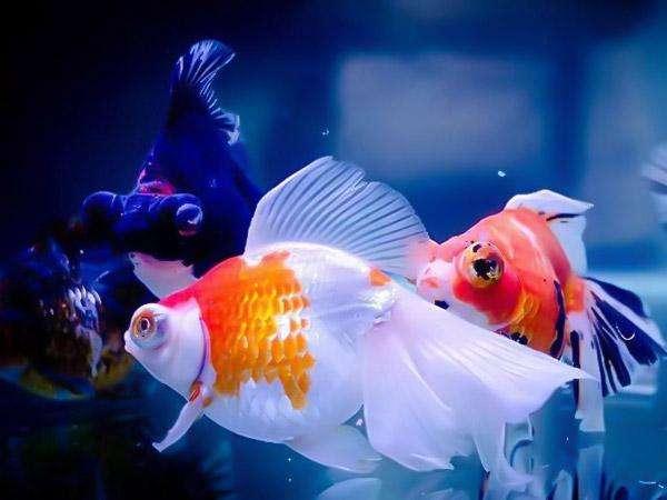 6月7号开始，大走好运，财运不断，惊喜连连的几大生肖
