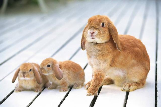 得财神偏爱，富贵一整年的三大生肖