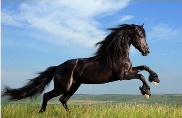 真人算命，未来三个月能够爱情事业双丰收的四大生肖