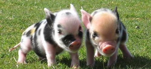 真人算命，未来三个月能够爱情事业双丰收的四大生肖