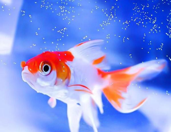 6月10号开始，霉运不近，好运连连的几大生肖