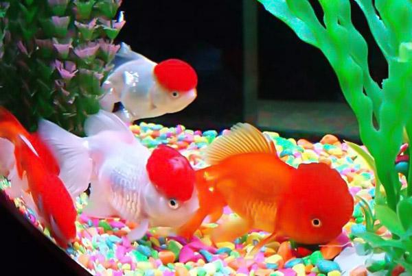 6月10号开始，霉运不近，好运连连的几大生肖