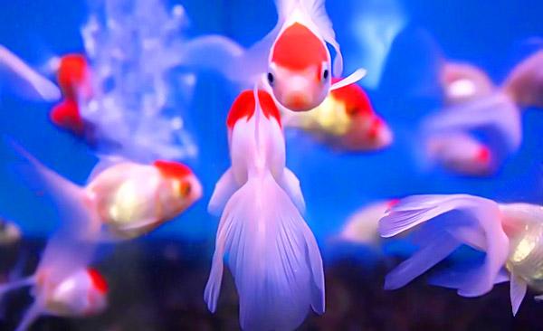 6月10号开始，霉运不近，好运连连的几大生肖