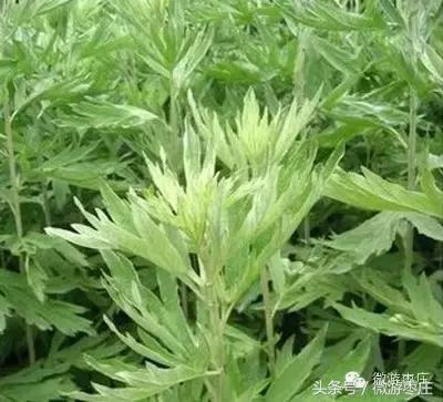 枣庄端午节独特民俗