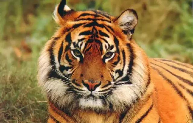 从微信头像看性格，准！你属于哪一种呢？