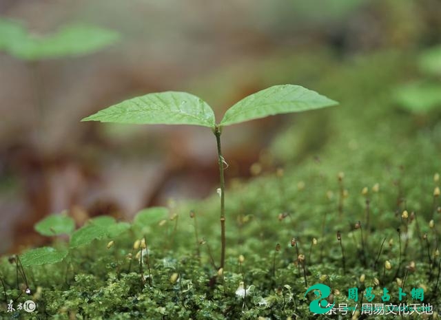 周易64卦学习之第三卦屯卦 屯卦是什么意思